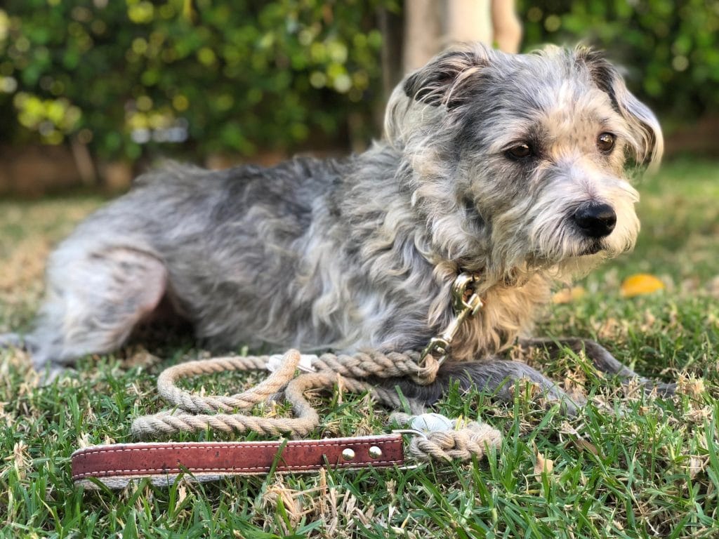 wigglywoos sustainable materials plastic free dog leashes and collars giving back to the community providing relief in disasters